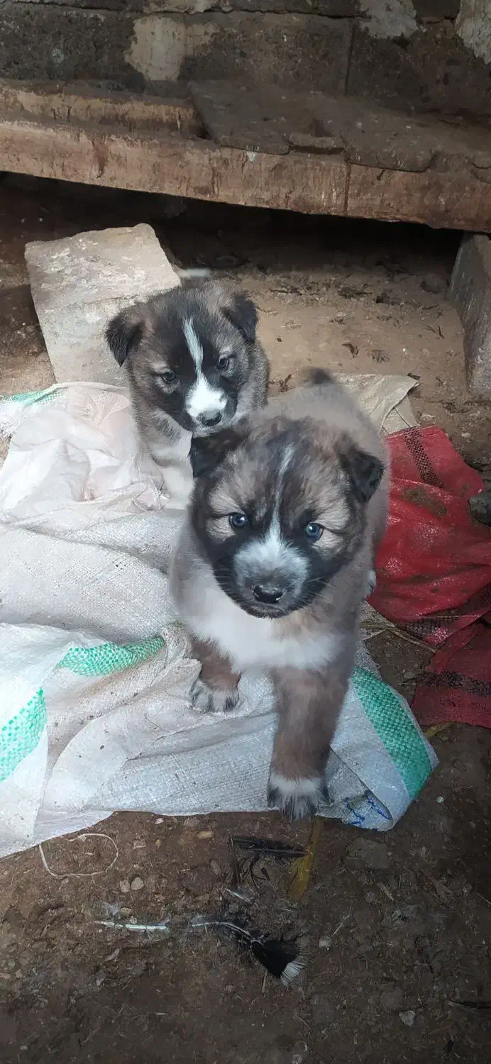 توله  نرهاسکی|سگ|میاندوآب, |دیوار