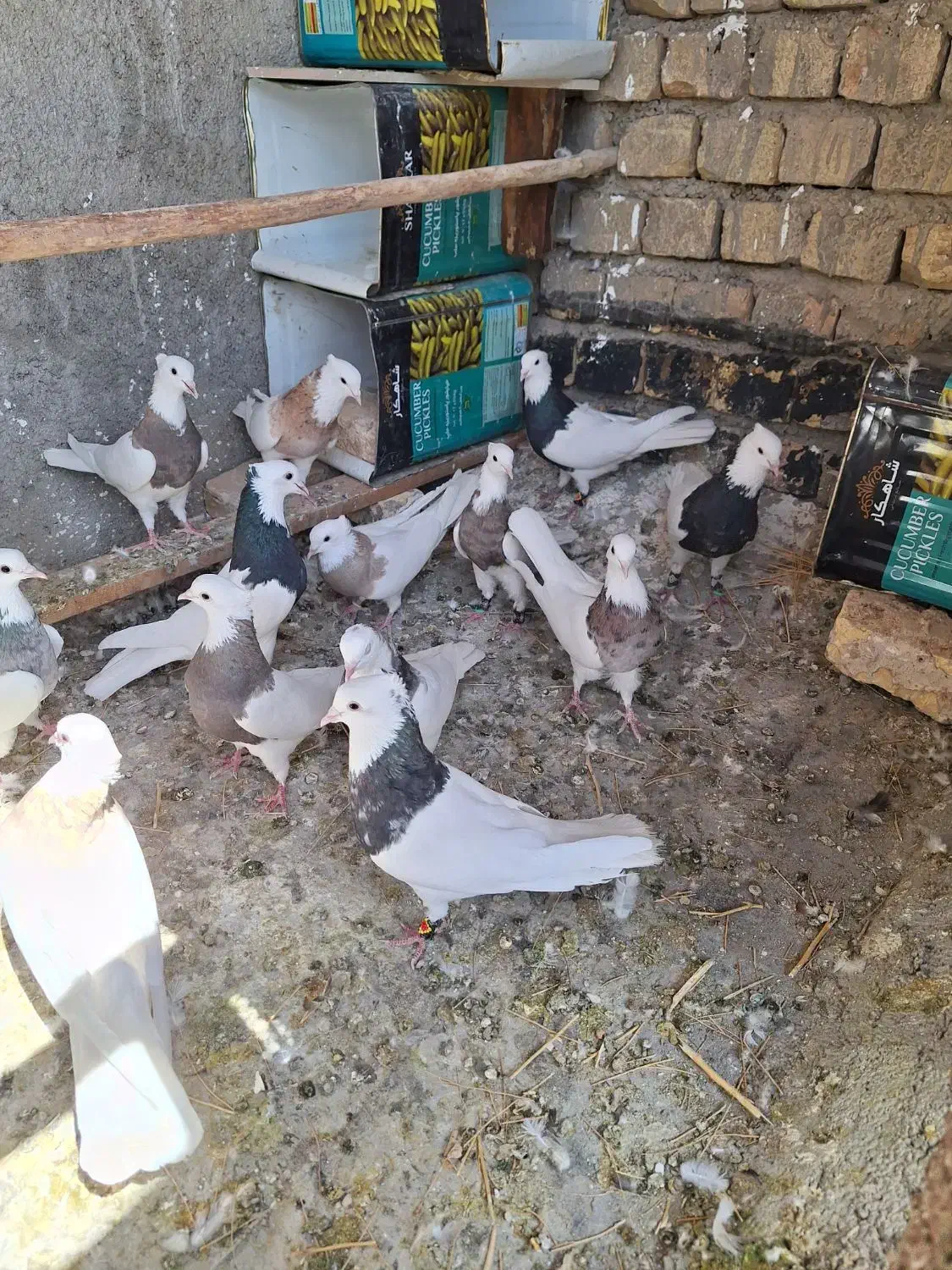 طوقی ساده نروماده|پرنده|داران, |دیوار