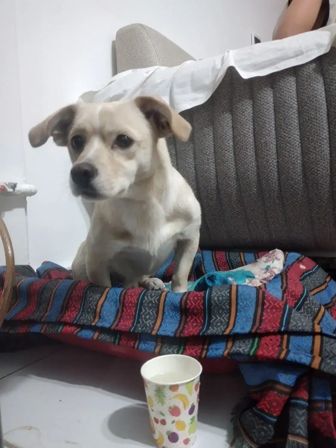 فررشته ای در قالب سگ|سگ|فردیس, شهرک ۱۱۰|دیوار