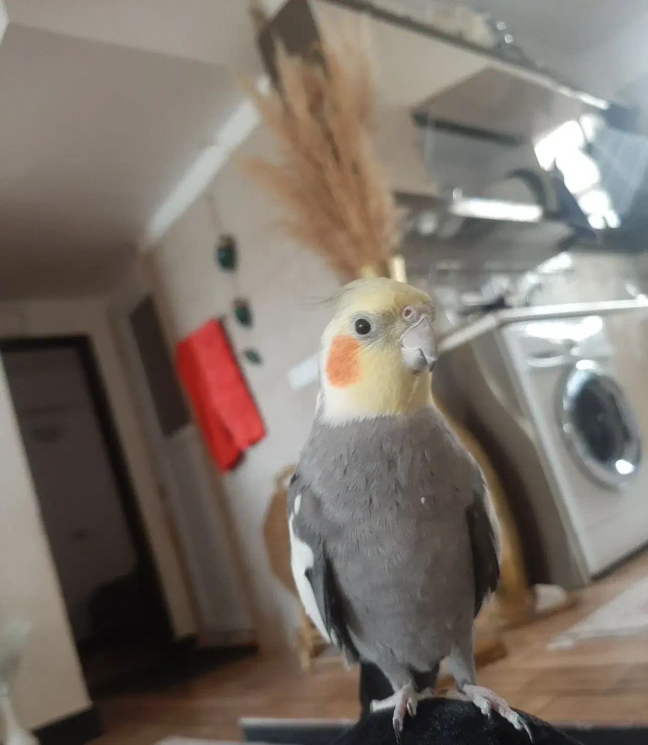 عروس هلندی|پرنده|باخزر, |دیوار