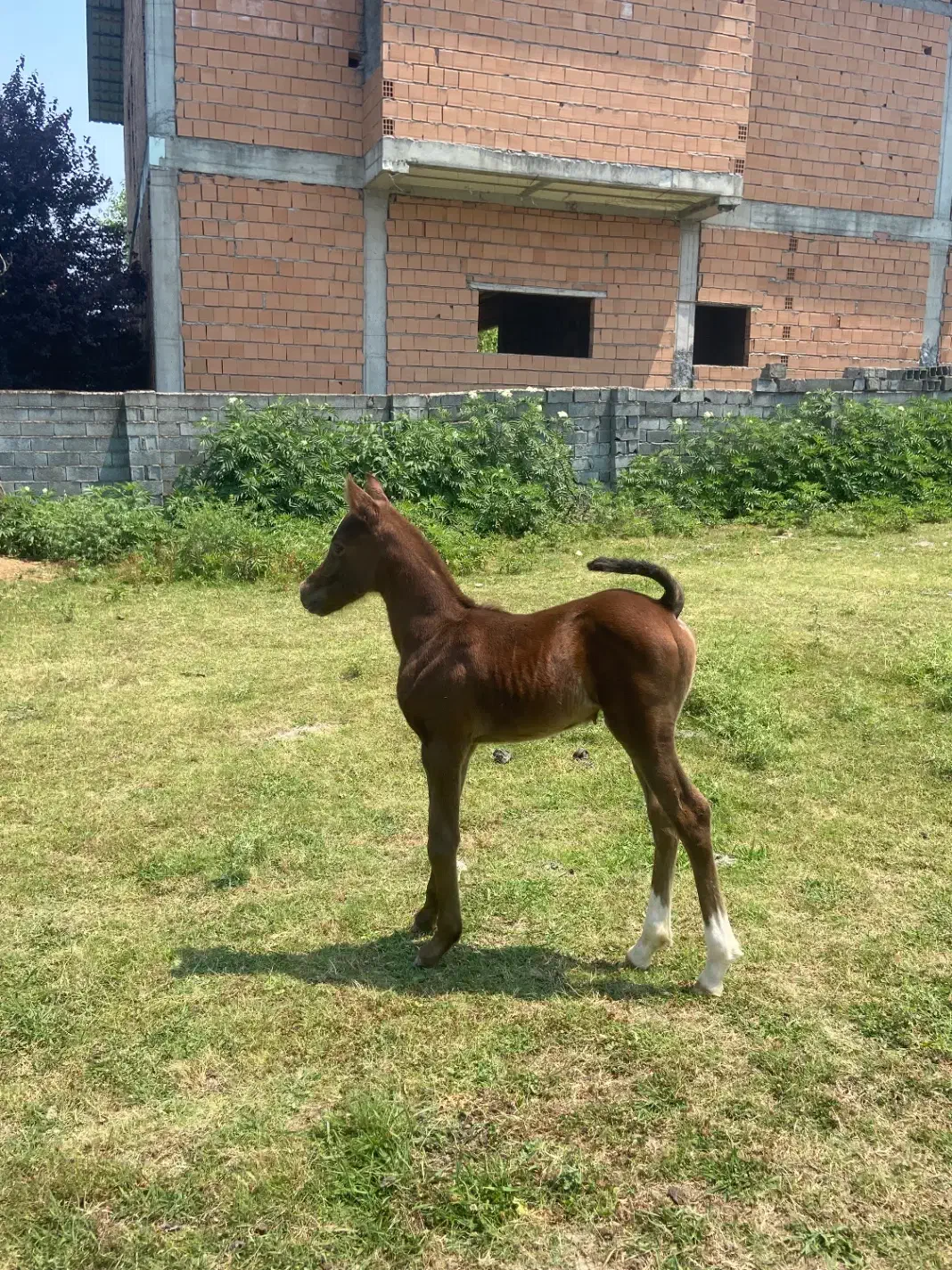 اسب فروشی|اسب و تجهیزات اسب‌سواری|نوشهر, |دیوار