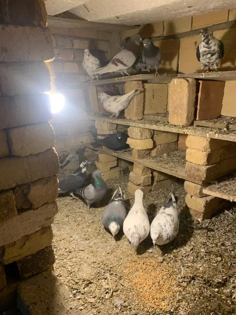 کبوترپرشی|پرنده|نوشین شهر, |دیوار