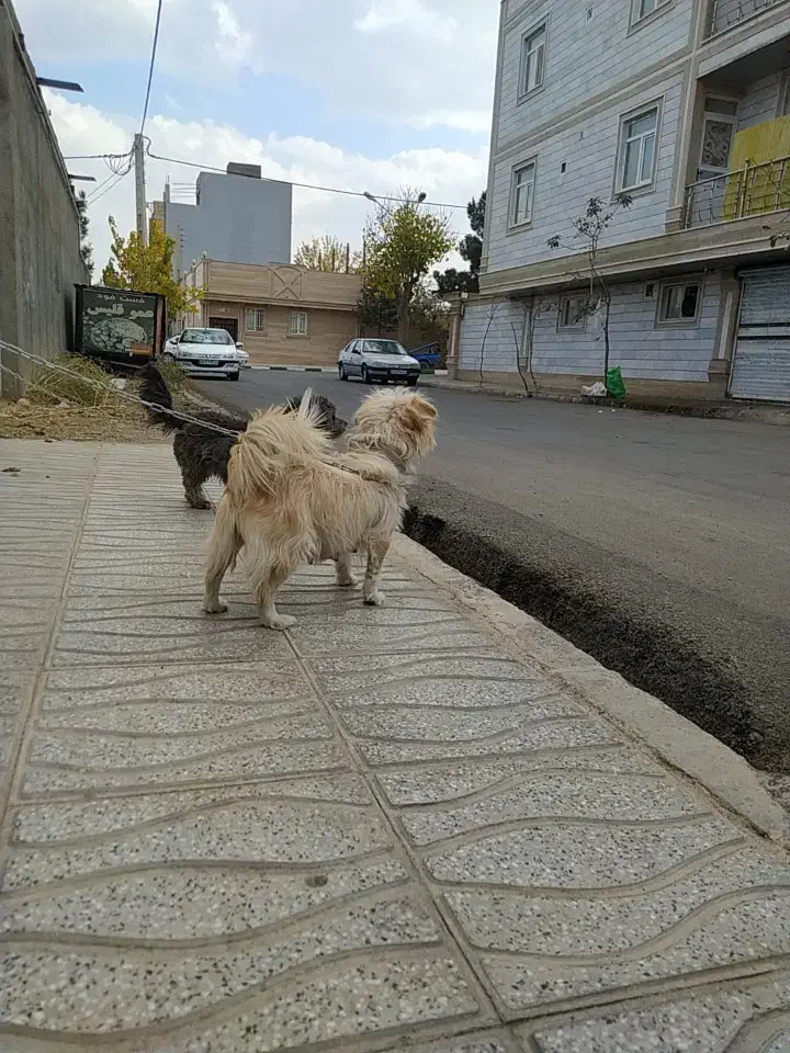 سگ خانگی|سگ|رامند, |دیوار