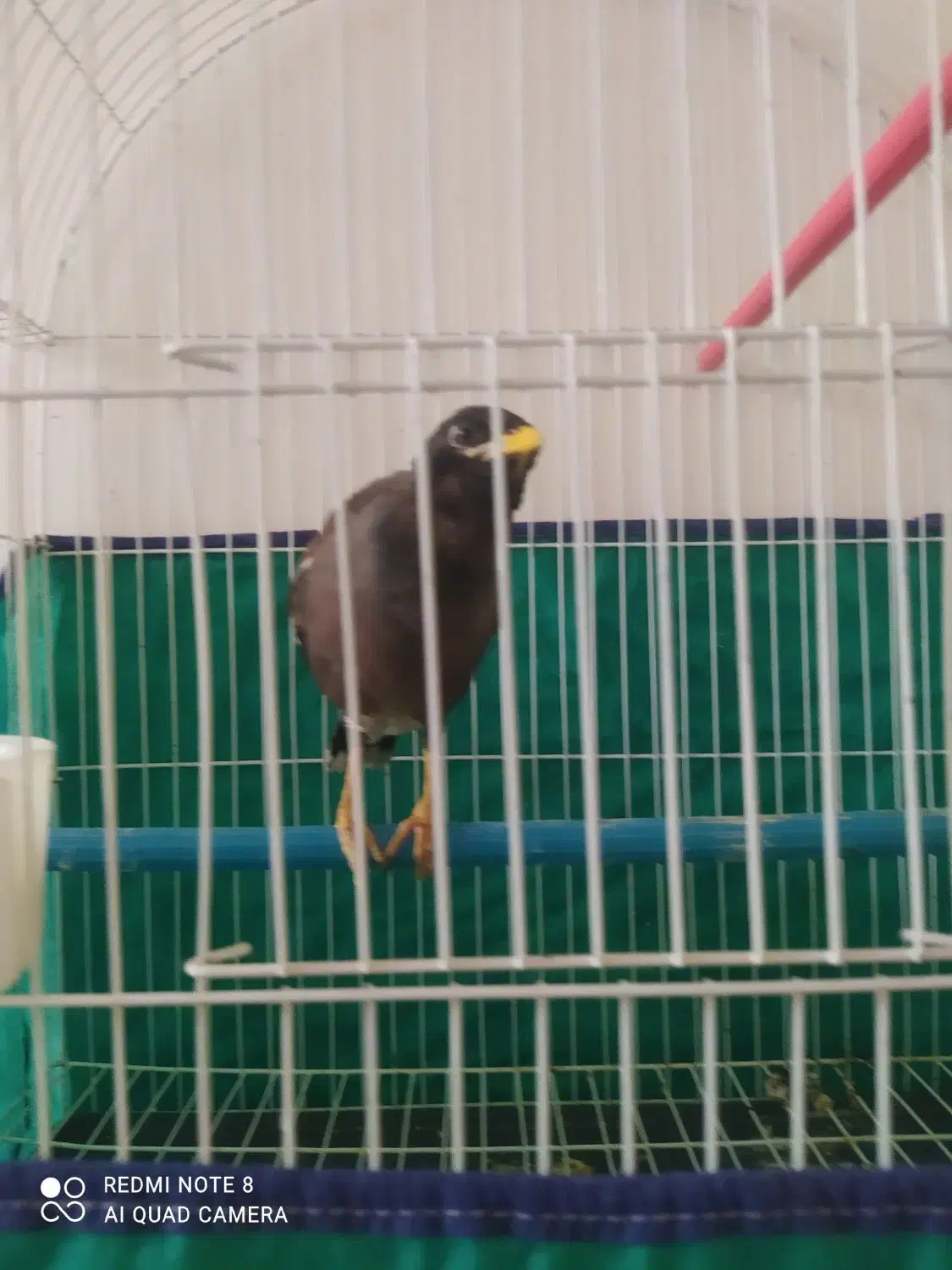 مینا دوعدد|پرنده|بروجرد, |دیوار