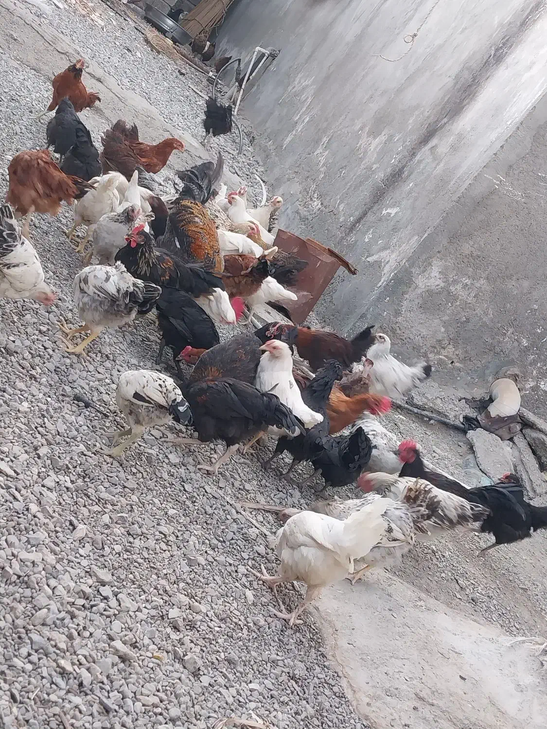 مرغ محلی|حیوانات مزرعه|منوجان, |دیوار