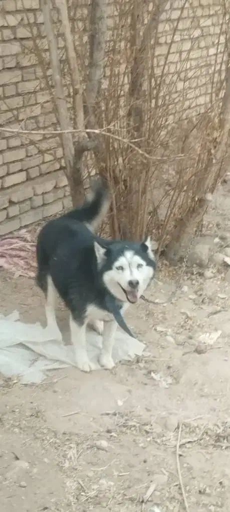 فروش سگ هاسکی|سگ|یزد, |دیوار