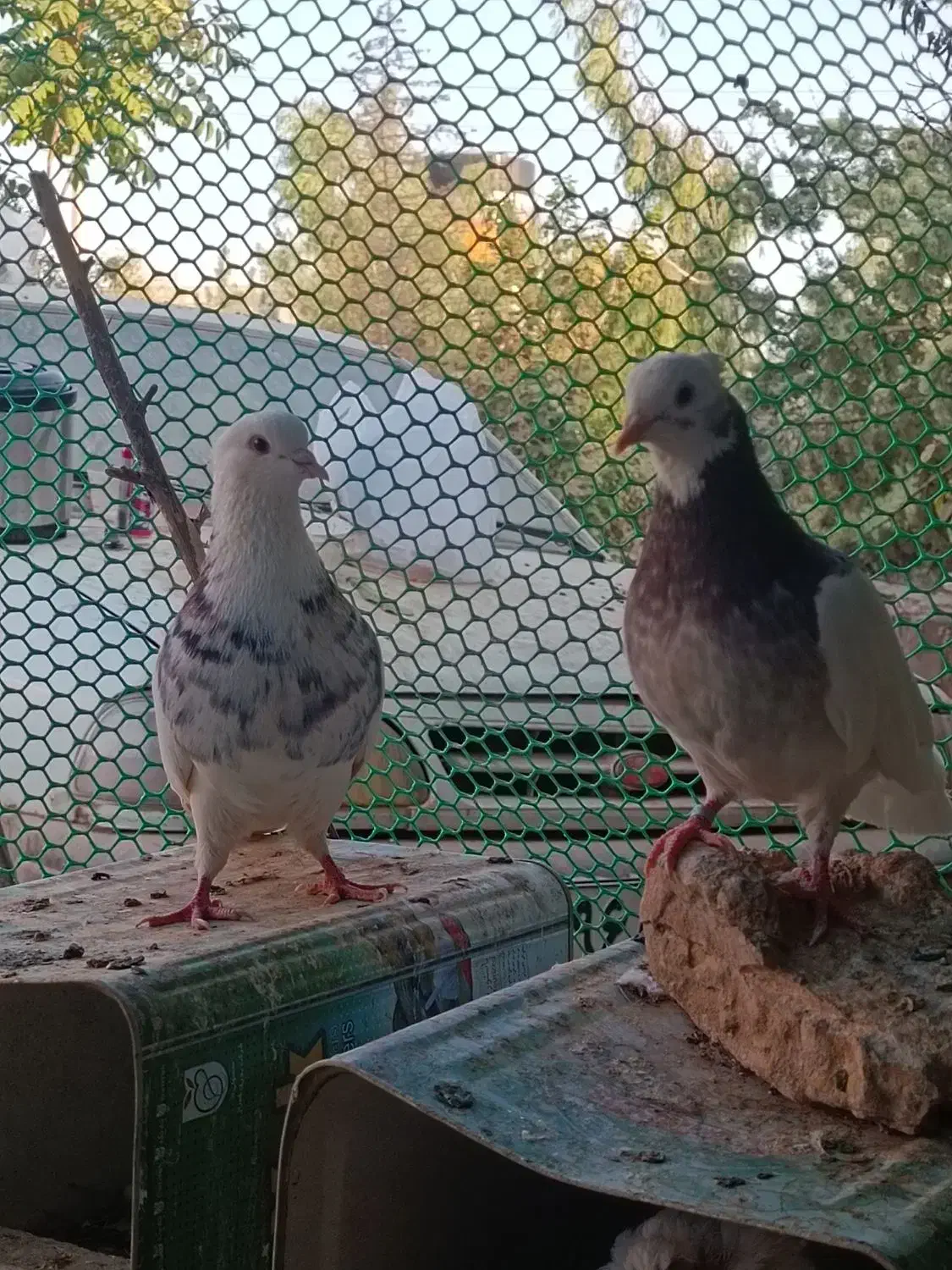 سینه سبز|پرنده|شیراز, دکتر حسابی|دیوار