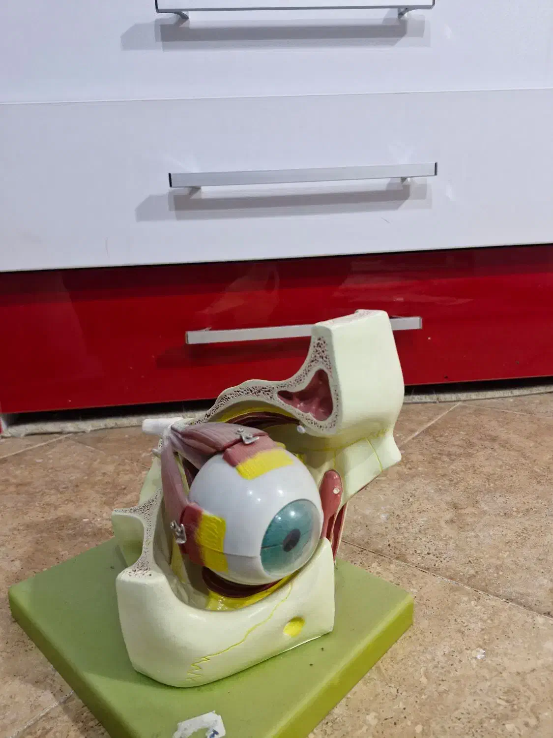 مدل های آموزشی اعضای بدن|لوازم التحریر|سنندج, |دیوار