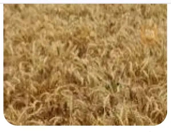 800 کیلو بذر گندم آبی باسیلیو هر کیلو 36000 تومان|حراج|گنبد کاووس, |دیوار