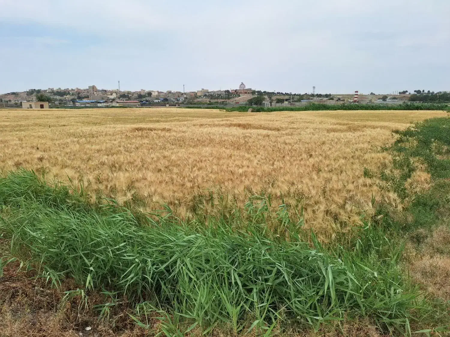 زمین کشاورزی یک هکتار،سنددار|فروش دفتر صنعتی، کشاورزی، تجاری|محمدشهر, محمدشهر|دیوار