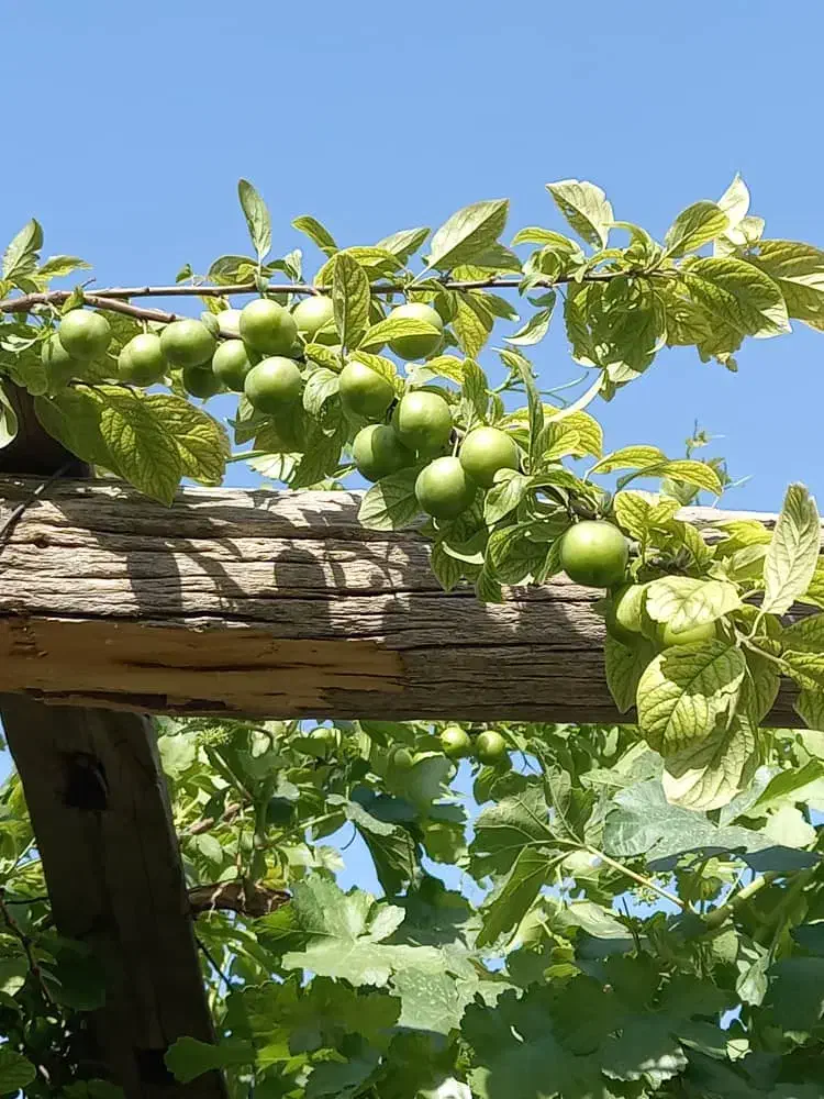 فروش زمین ۵۰۰ متری|فروش زمین و ملک کلنگی|باقرشهر, |دیوار