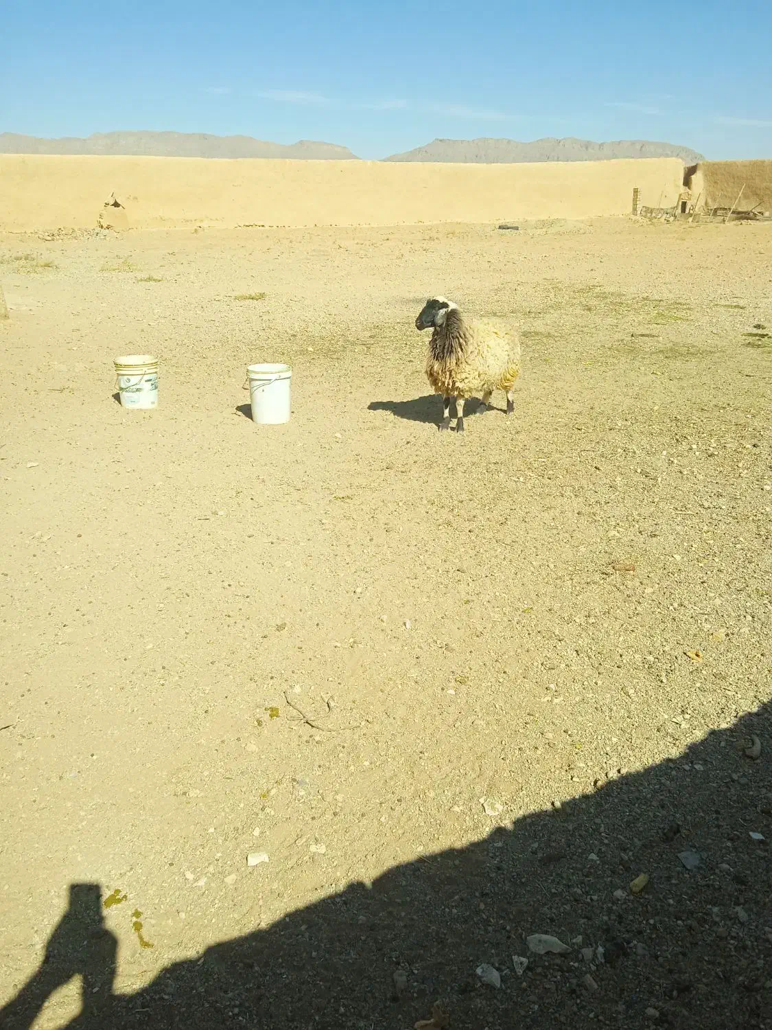 میش و بره وبز ترکی جوان|حیوانات مزرعه|اصفهان, تیران|دیوار