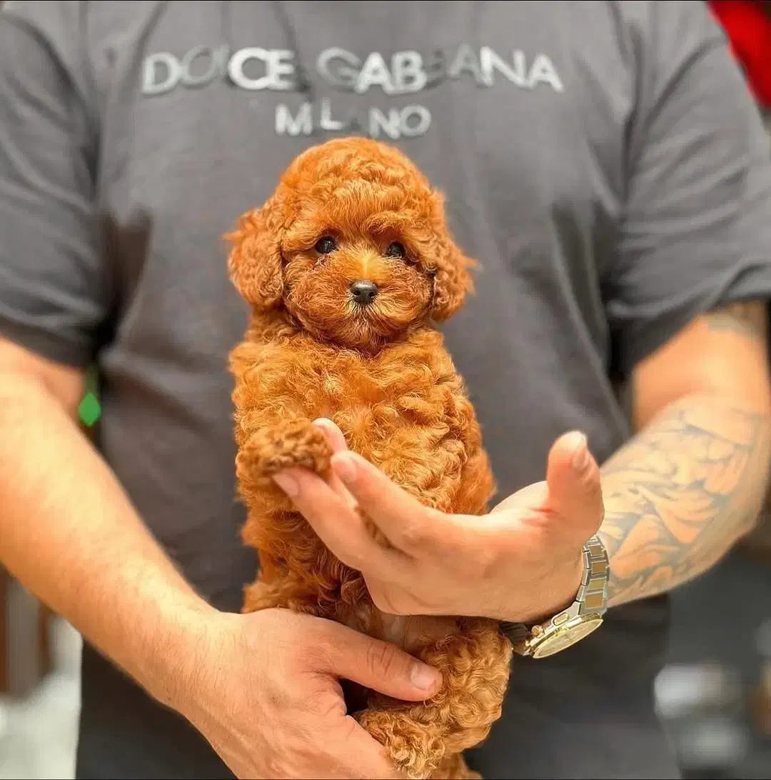 سگ توله پودل توی پودل عروسکی رد و دارک رد اپریکات|سگ|تهران, آسمان|دیوار