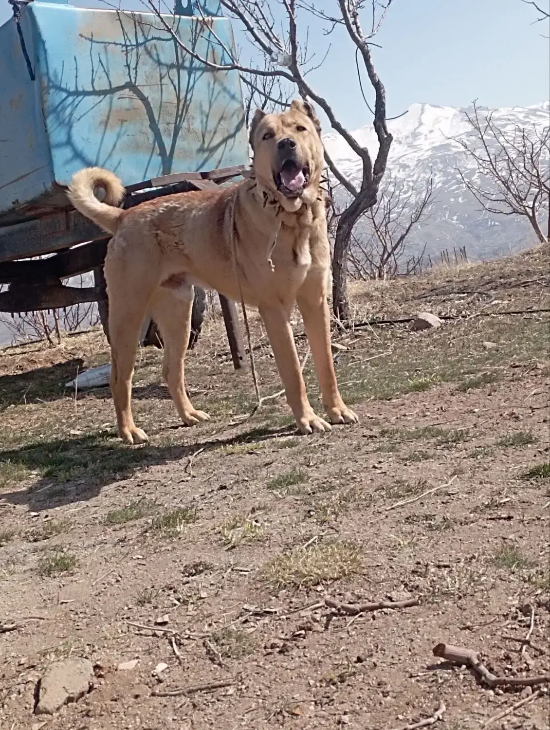 واگذاری سگ سرابی|سگ|فردوسیه, |دیوار