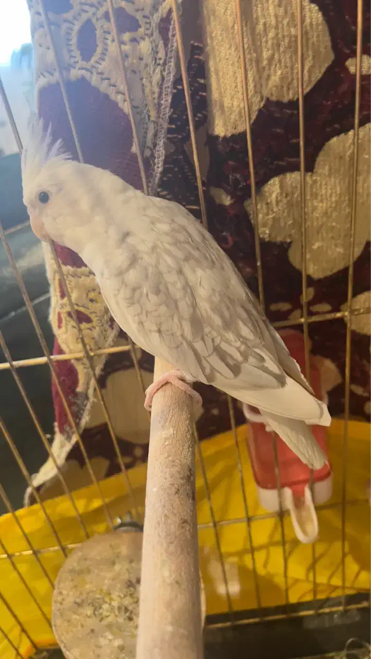 عروس هلندی|پرنده|تبریز, |دیوار