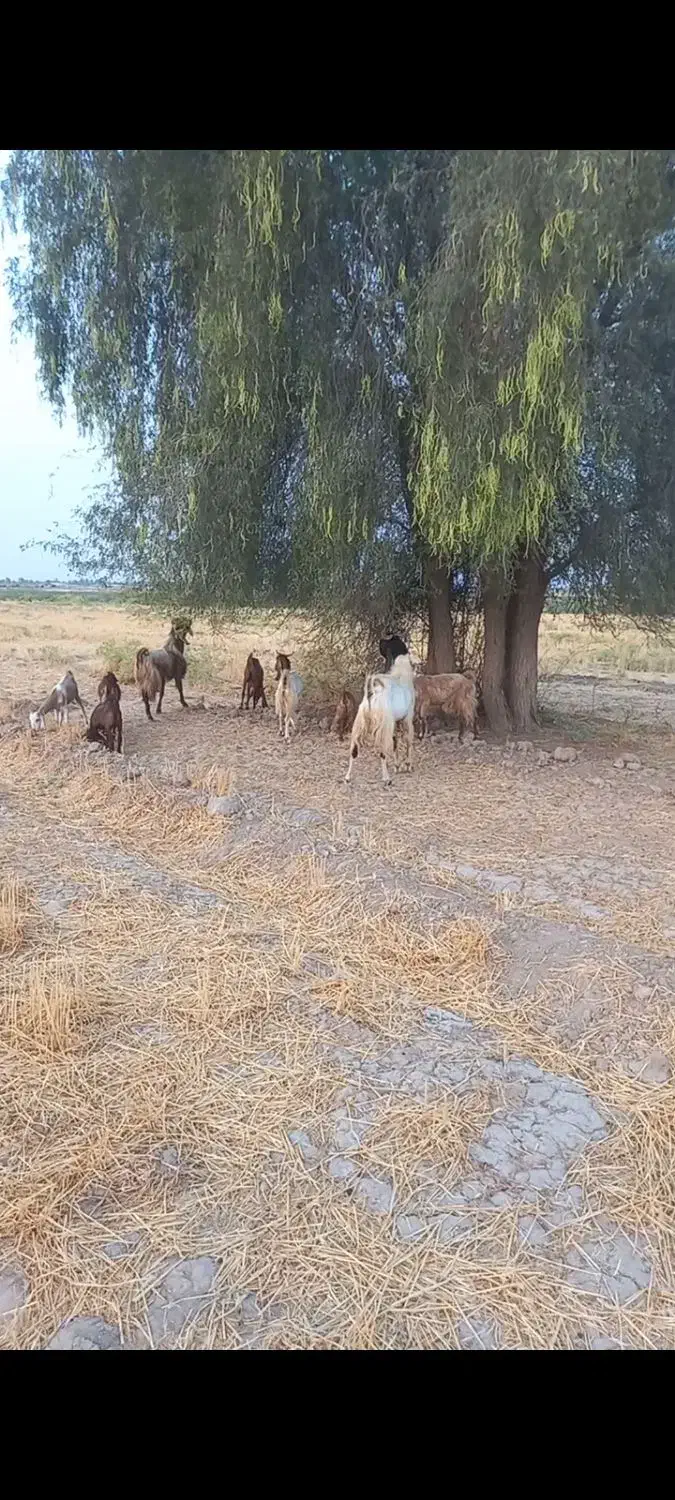 گوسفند|حیوانات مزرعه|رودبار (کرمان), |دیوار