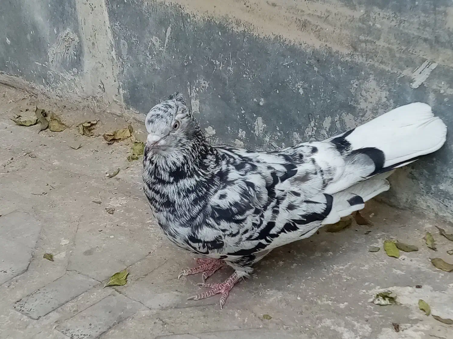 سرور ماده تو دم سفید|پرنده|تهران, هاشمی|دیوار