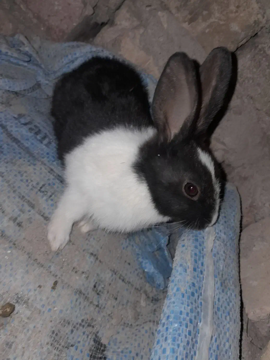 خرگوش خوشگل معاوضه ای|موش و خرگوش|خاش, |دیوار