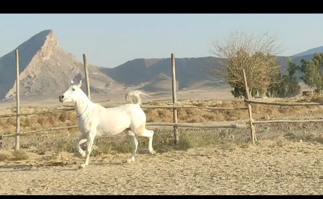 فروش اسب سفیدمادیان بسیار زیبا با آبستن ۴ماهه|اسب و تجهیزات اسبسواری|فیروزآباد (فارس), |دیوار