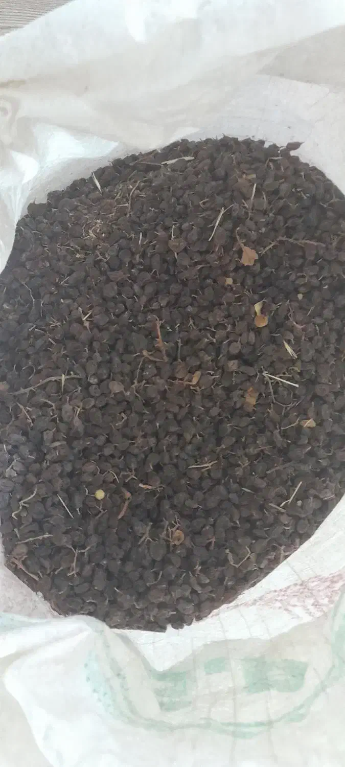 گردو وکشمش|حراج|امام, |دیوار