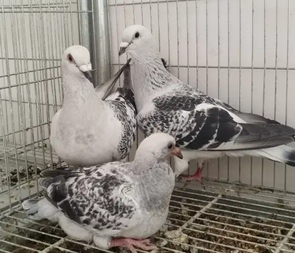 پلاکی شامی.|پرنده|باغ بهادران, |دیوار