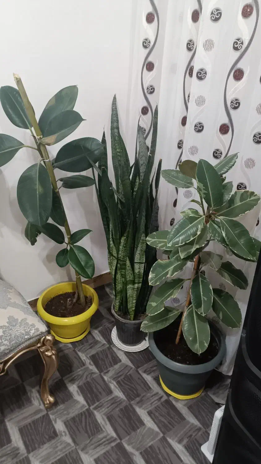 گلهای خانگی طبیعی|گل و گیاه طبیعی|پارسآباد, |دیوار