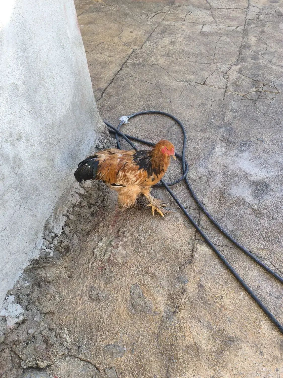 خروس برهما|حیوانات مزرعه|چرداول, |دیوار