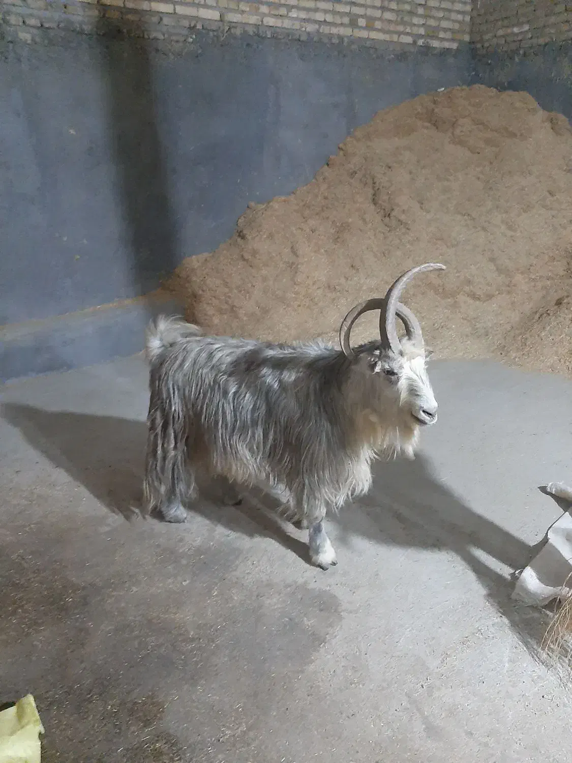 تکه جلو رو ۴ ساله|حیوانات مزرعه|قوچان, |دیوار