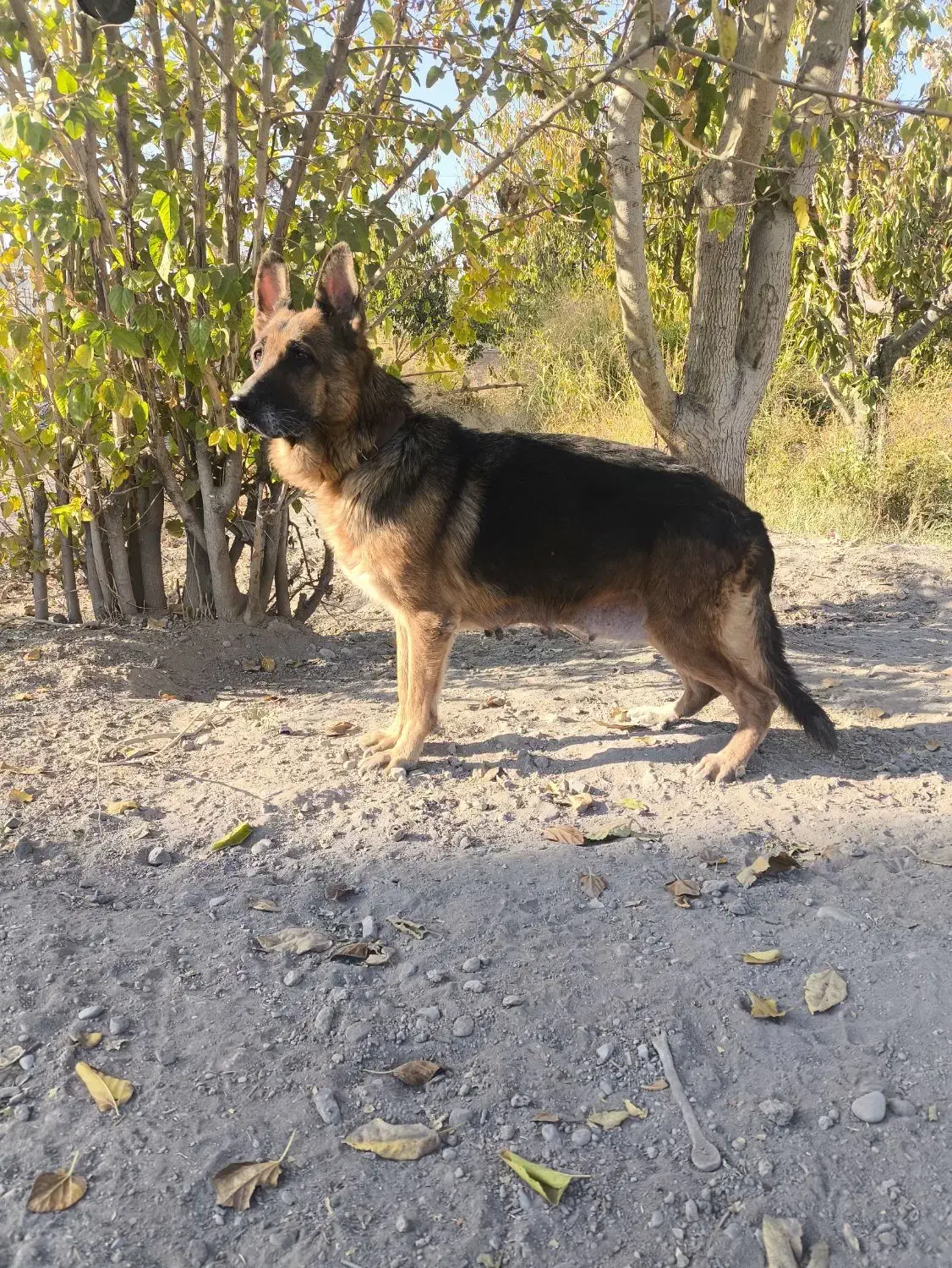 سگ نگهبان|سگ|محمدشهر, محمدشهر|دیوار