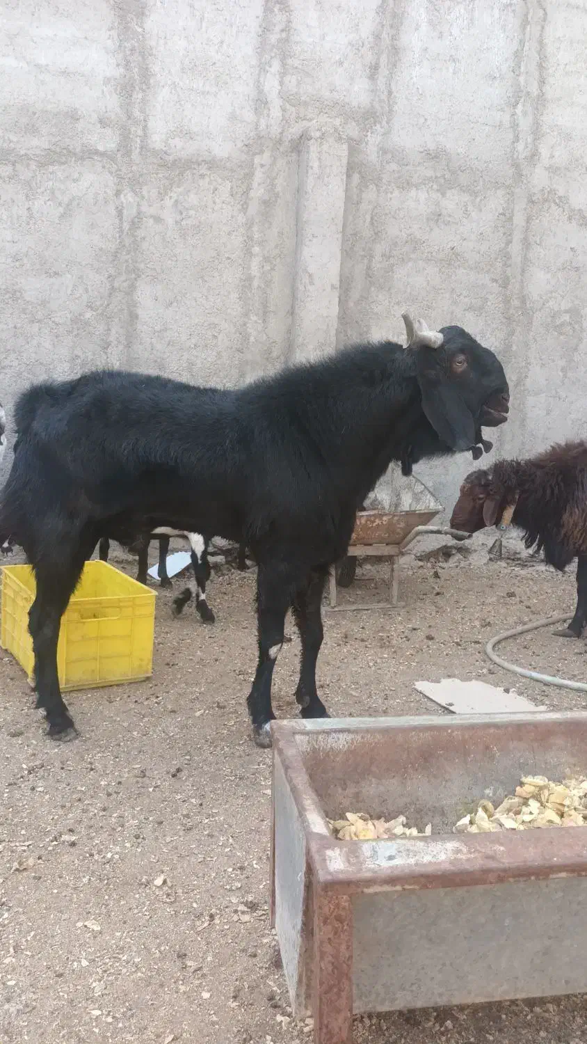 نر بز پاکستانی|حیوانات مزرعه|خاوران, |دیوار