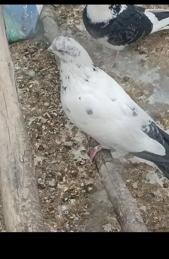 کفتر کله دمبی|پرنده|مبارکه, |دیوار