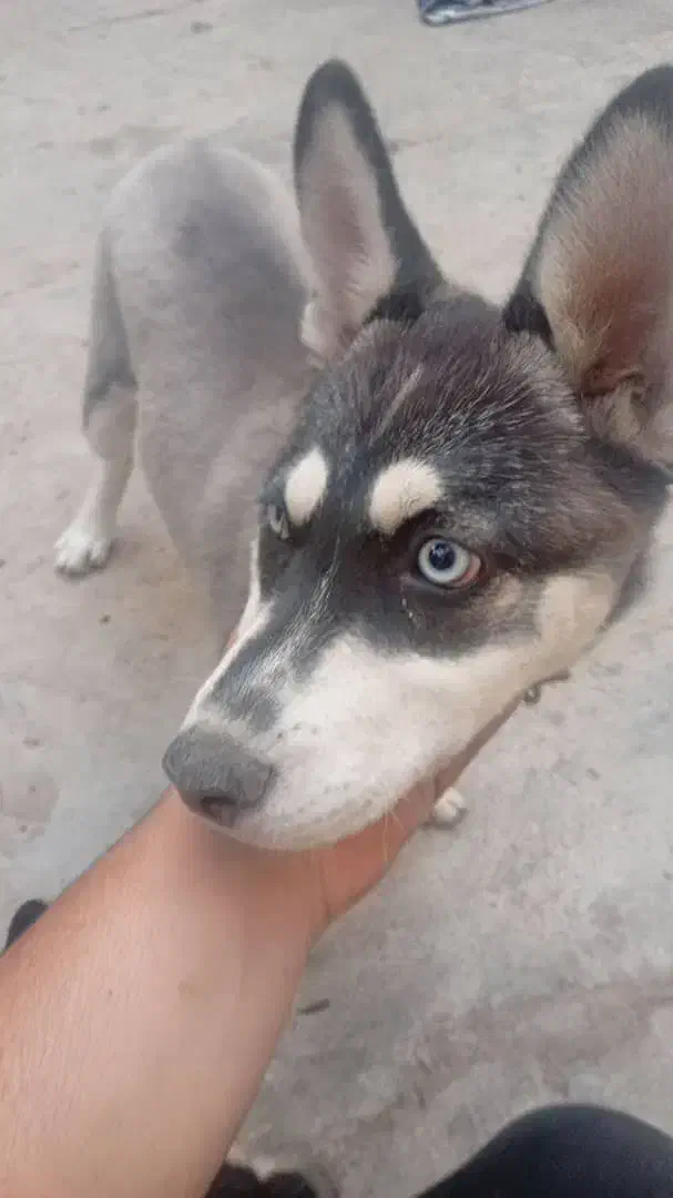 توله هاسکی اصل|سگ|پیشوا, |دیوار