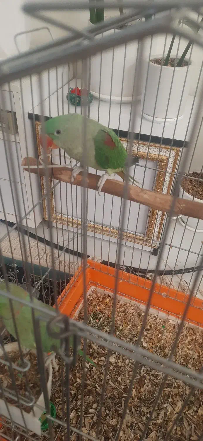 شاه طوطی نر ۴ماهه سخنگو به شرط|پرنده|بیرجند, |دیوار