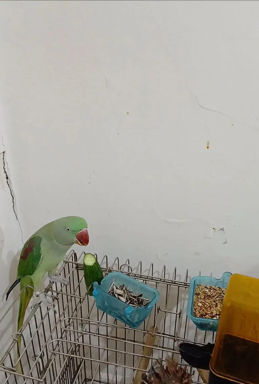 شاه طوطی اسکندری|پرنده|دزفول, |دیوار