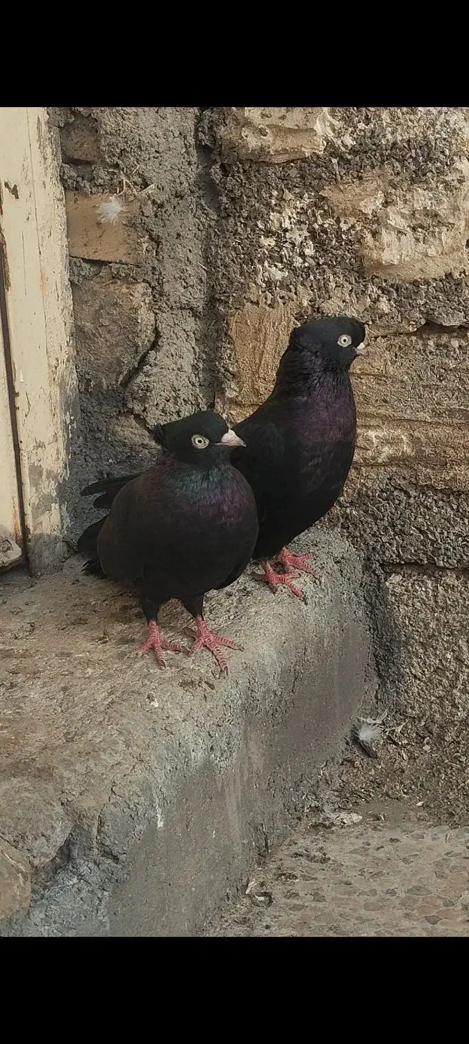 زاغ ابادانی|پرنده|شوش, |دیوار