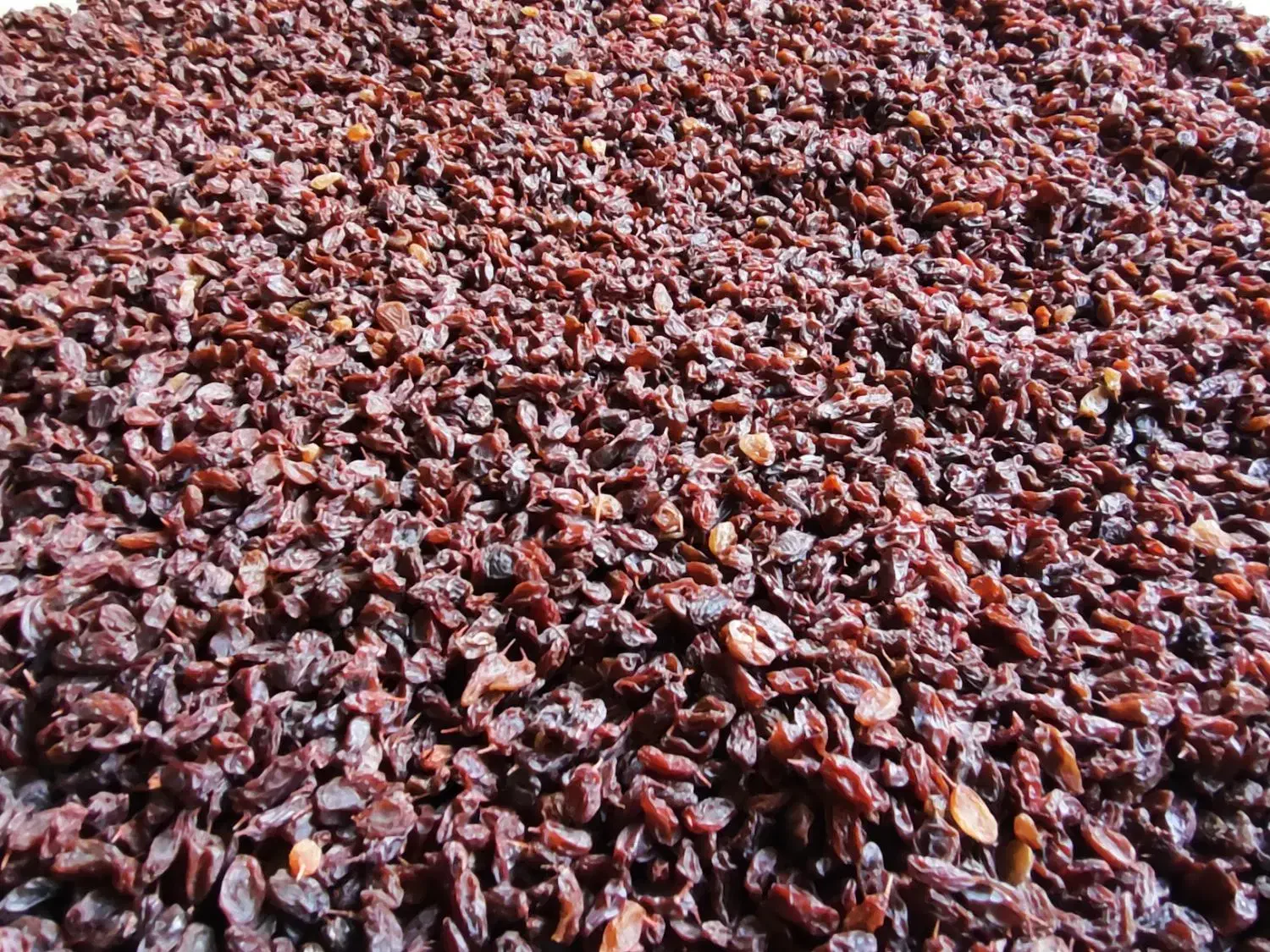 کشمش ارگانیک|خوردنی و آشامیدنی|کرمانشاه, |دیوار