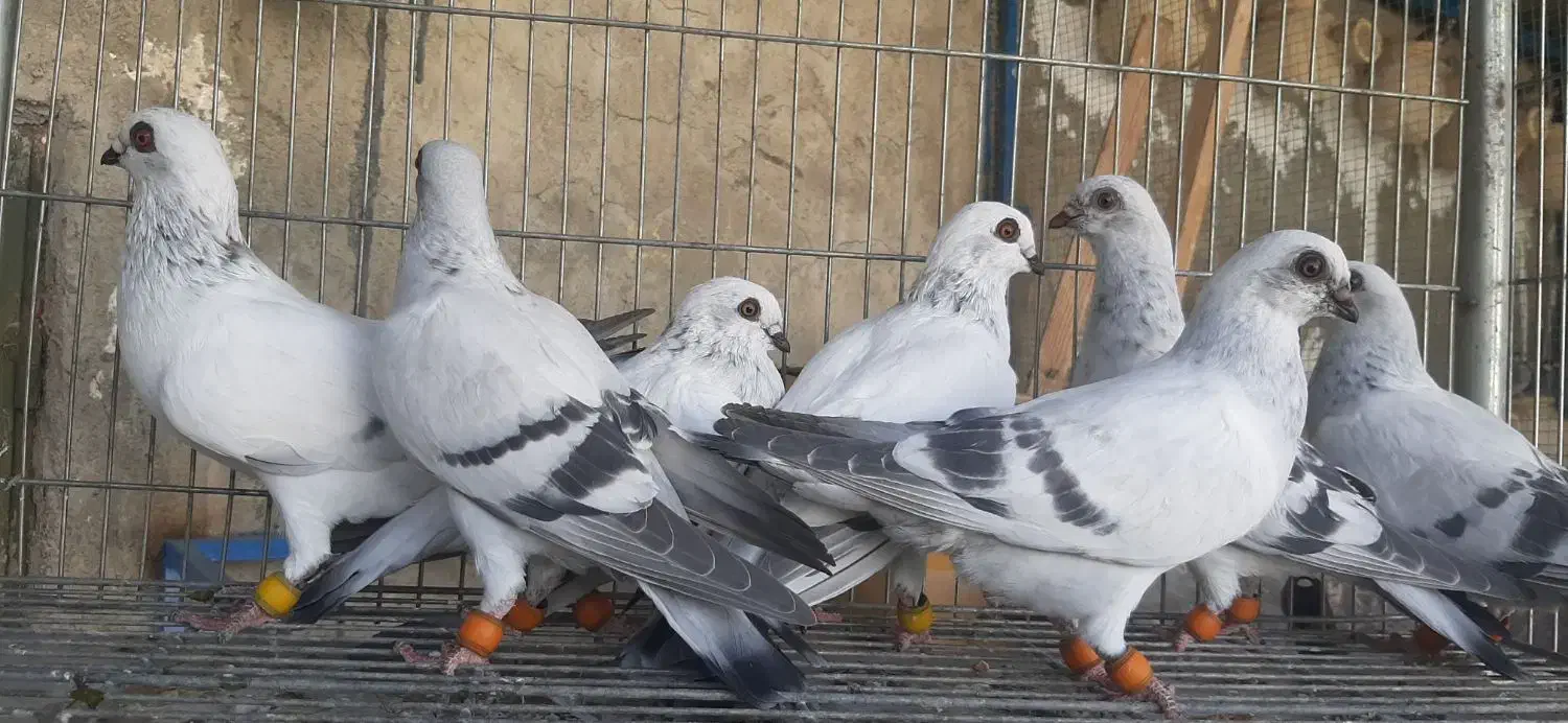 شامی سوری|پرنده|لار, |دیوار