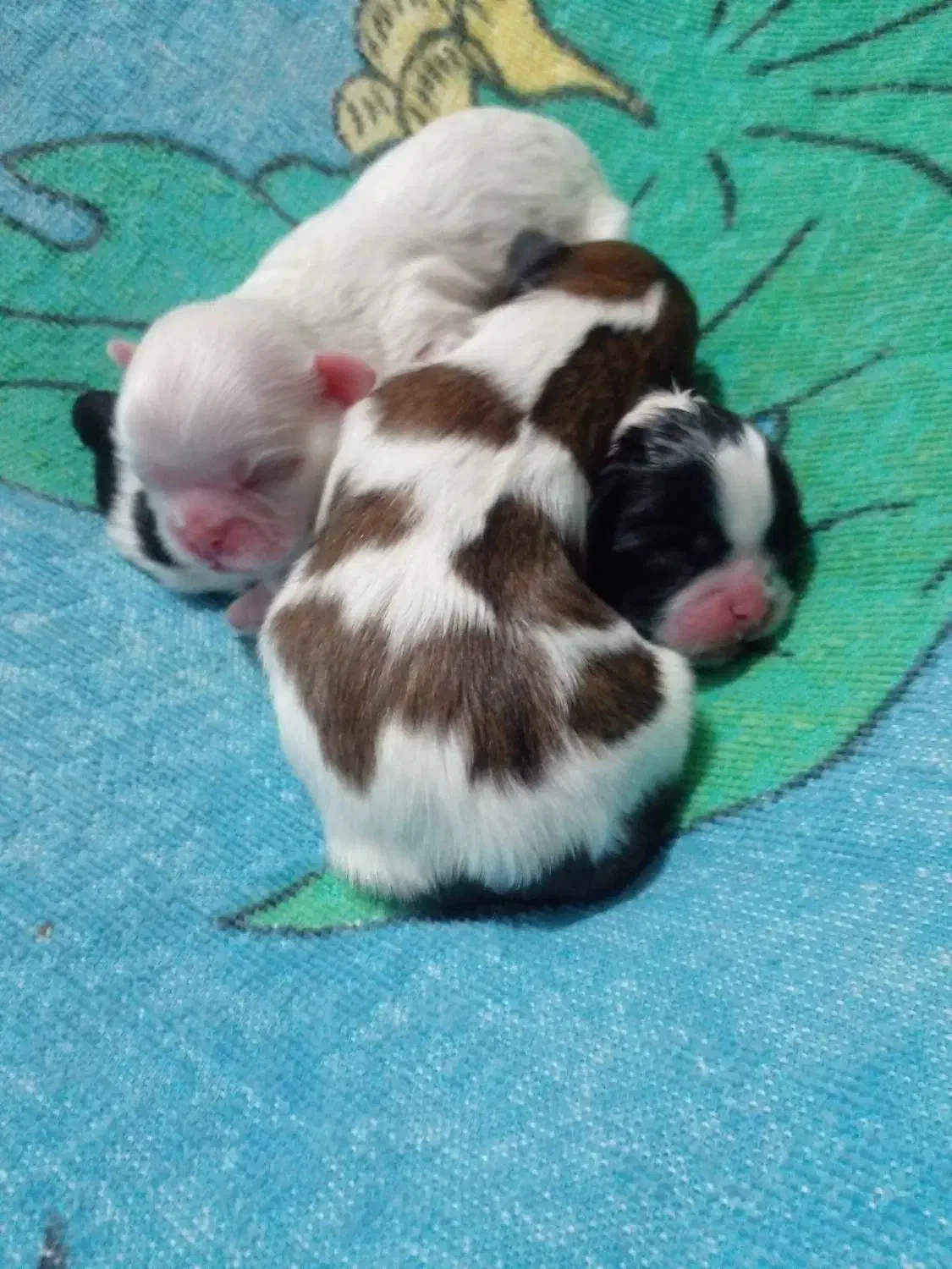 ۲عدد مولد شیتزو|سگ|دماوند, دماوند|دیوار