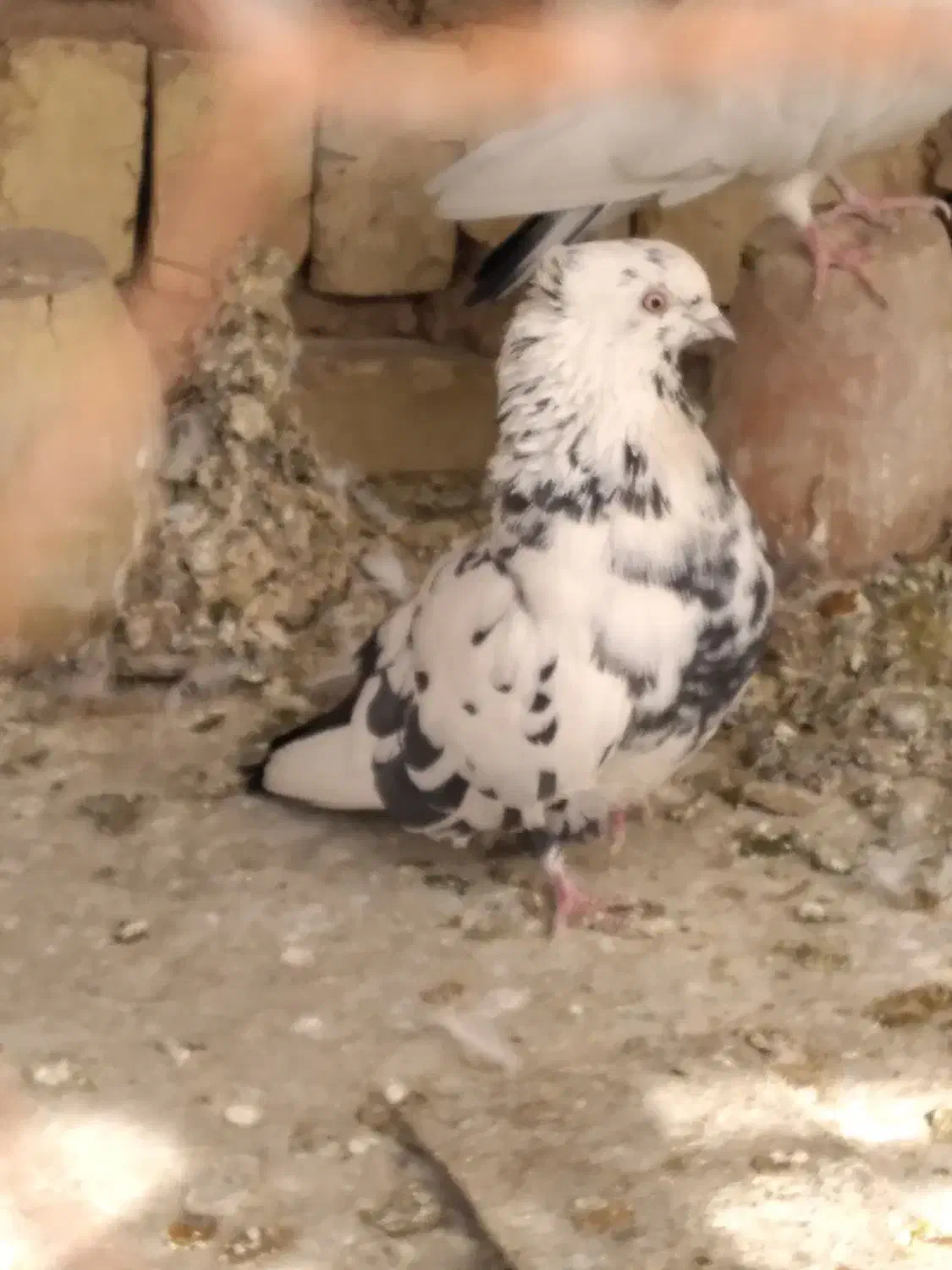 کبوتر|پرنده|اصفهان, ارداجی|دیوار