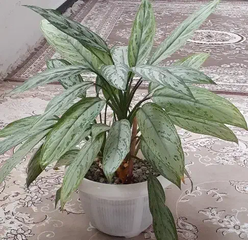 گل‌ خرگوشی‌|گل و گیاه طبیعی|کوهدشت, |دیوار