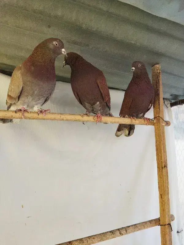 کبوتر|پرنده|چهاردانگه (تهران), |دیوار