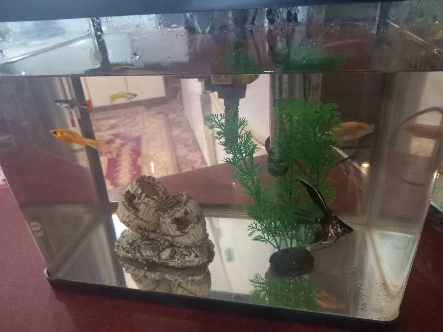 آکواریوم شرکتی|ماهی|شاهین دژ, |دیوار