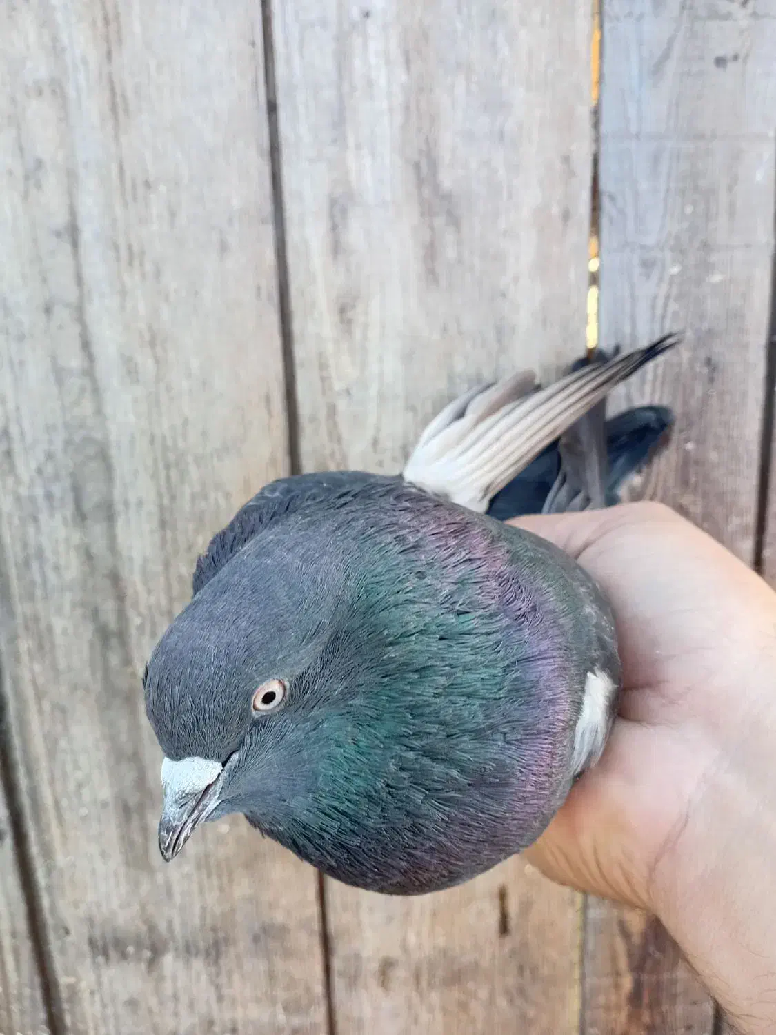 ۲تا کفتر آس|پرنده|خرم‌آباد (تنکابن), |دیوار