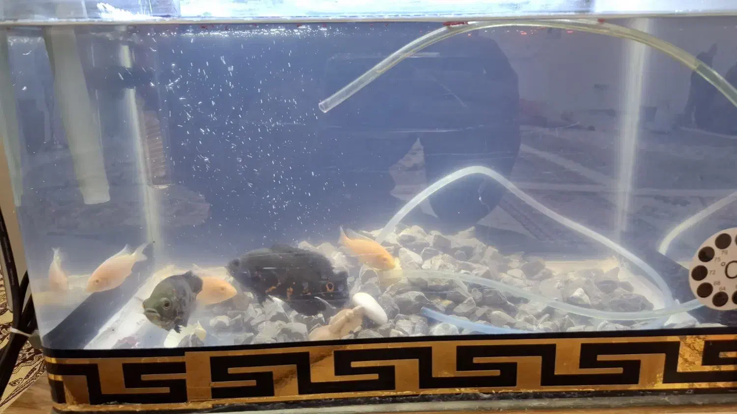 چند عدد ماهی|ماهی|دورود, |دیوار