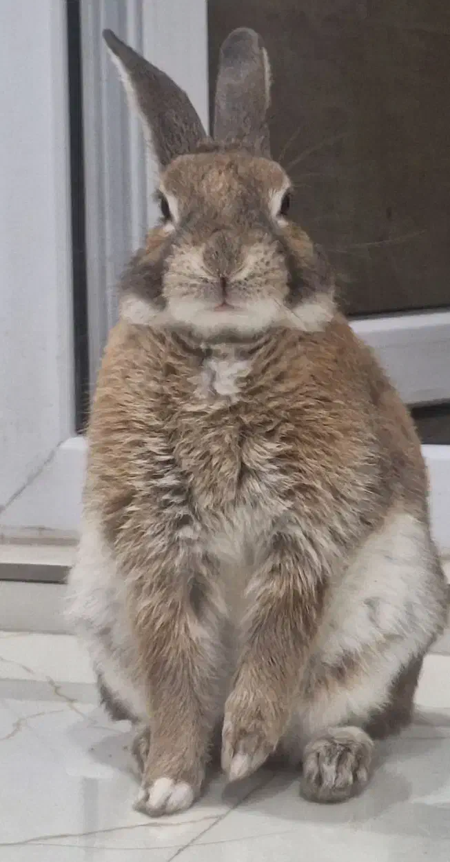 یه عدد خرگوش گمشده|موش و خرگوش|کلارآباد, |دیوار