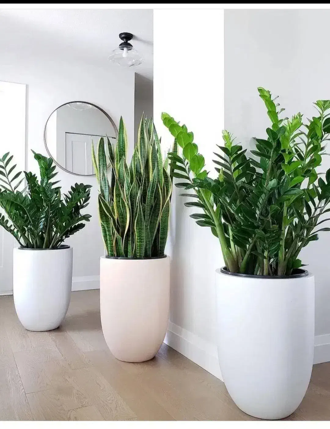 کامپکت. نیکولای.اریکا.کاج مطبق.فیکوس|گل و گیاه طبیعی|تهران, شهرک شهید باقری|دیوار