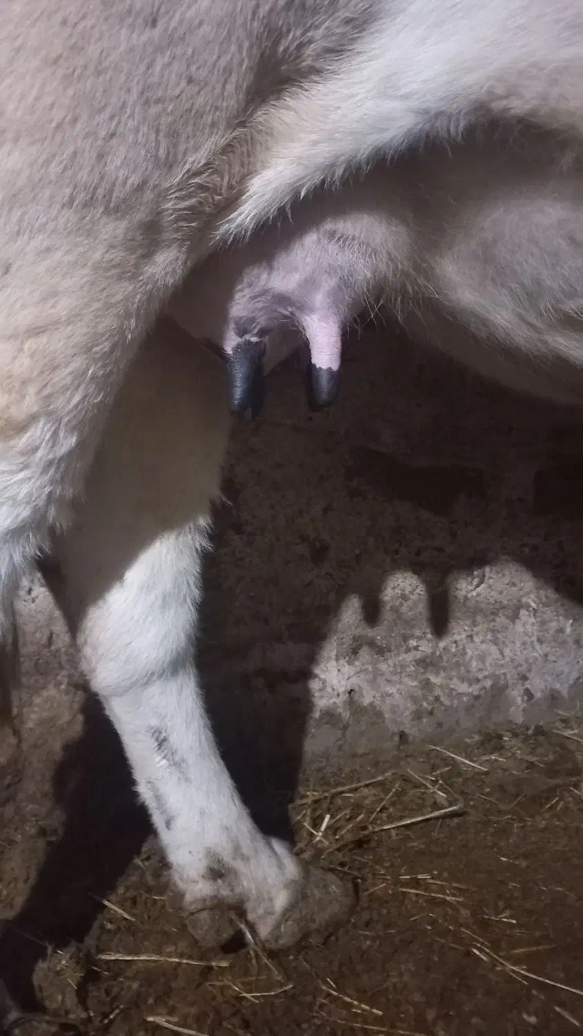 گاو شیری هلشتان|حیوانات مزرعه|اردبیل, |دیوار