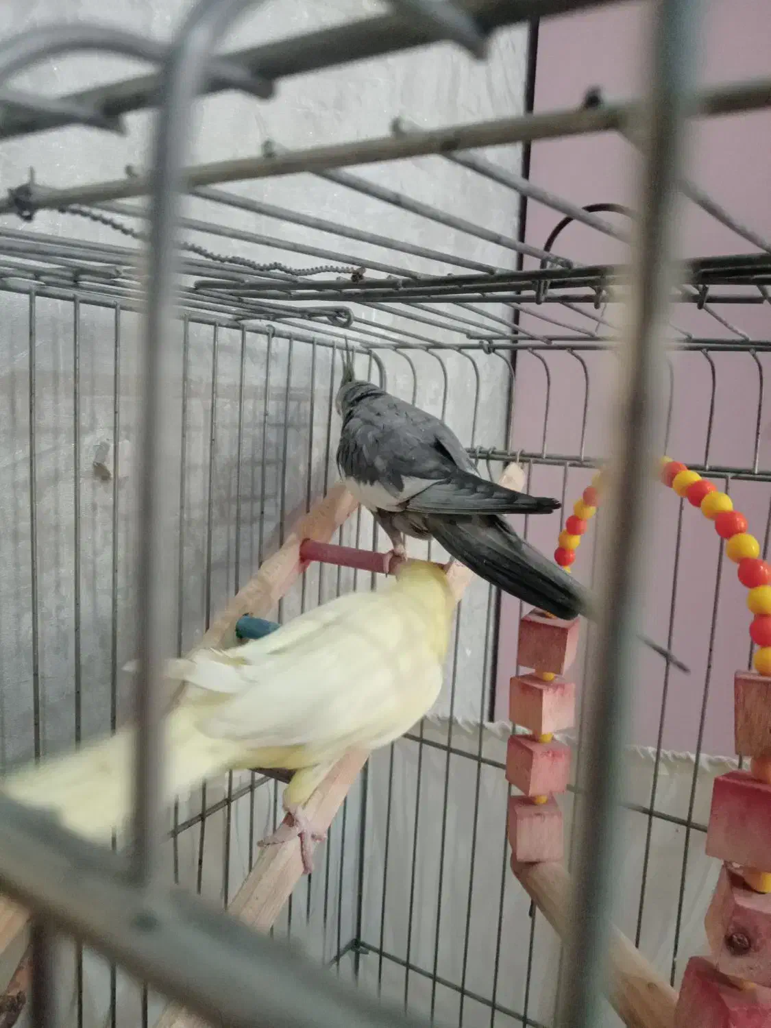 عروس هلندی|پرنده|اسلام‌شهر, شهرک محمدیه|دیوار