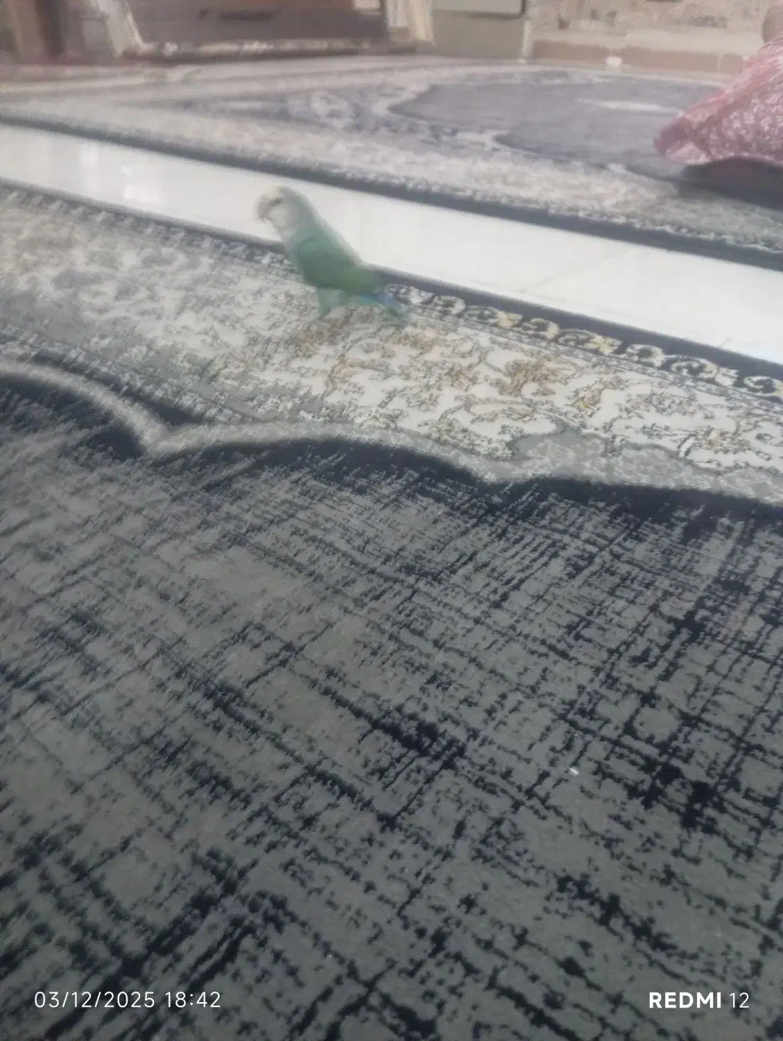 طوطی برزیلی سبز صورتش سفید|پرنده|رباط‌کریم, رباط‌کریم|دیوار