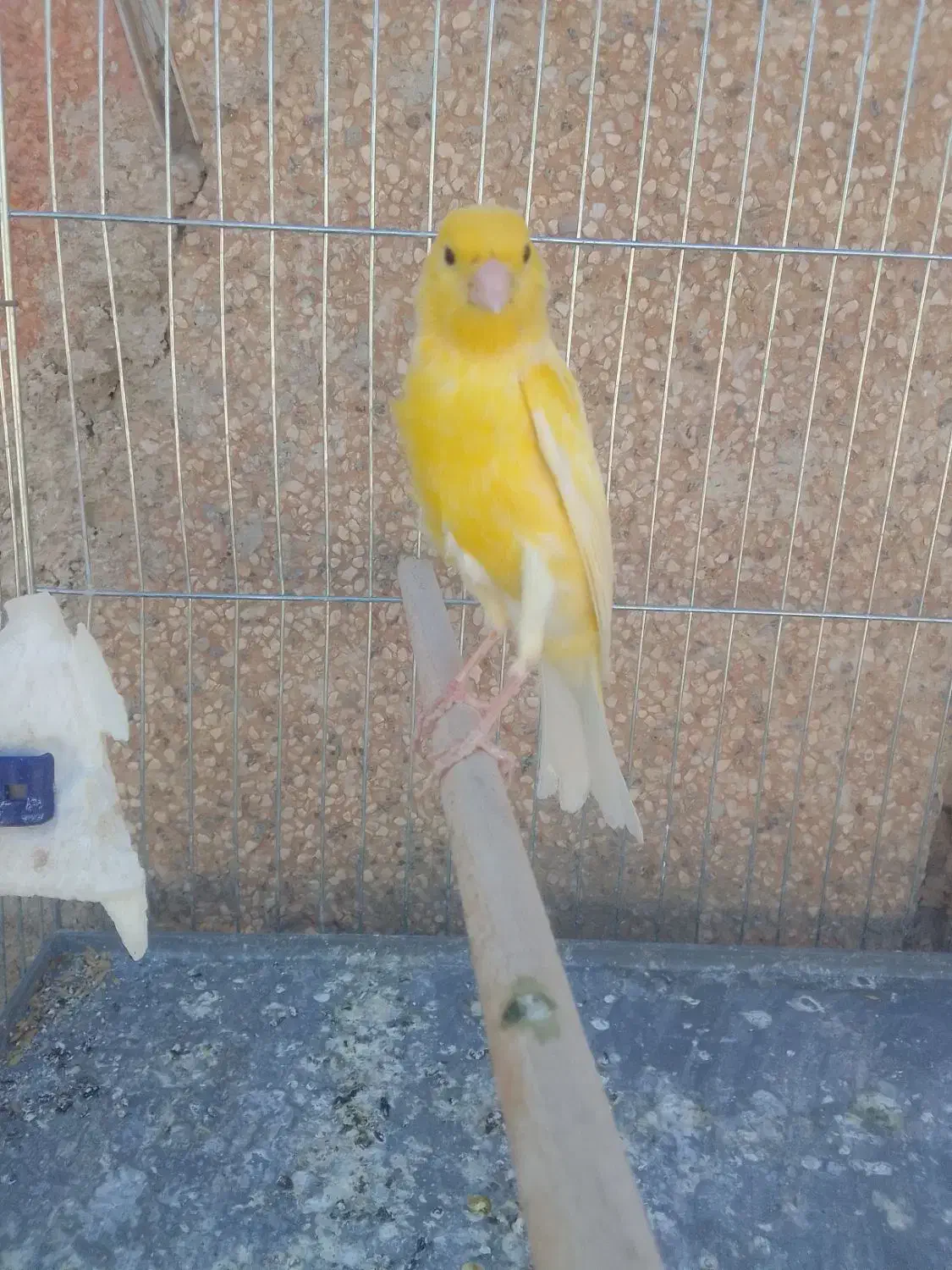 قناری سفید طلایی مست|پرنده|شیراز, کوشک میدان|دیوار